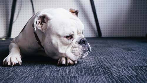 bulldog photo of adult white English bulldog lying on black area rug animal
