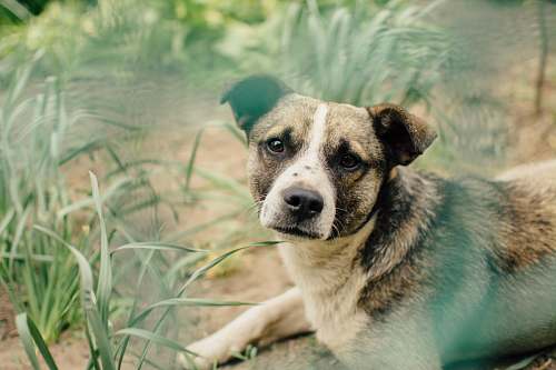 animal shallow focus photography of dog lying beside grass pet