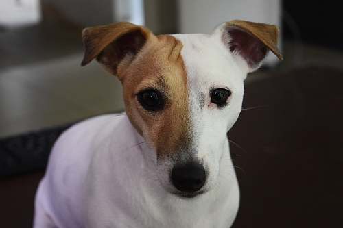 canine short-coated white and brown dog pet