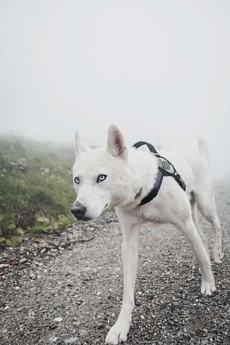grey short-coated white dog walking on pathway during daytime husky