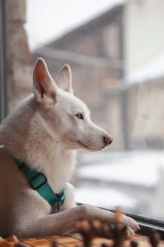 strap white dog looking outside window mammal