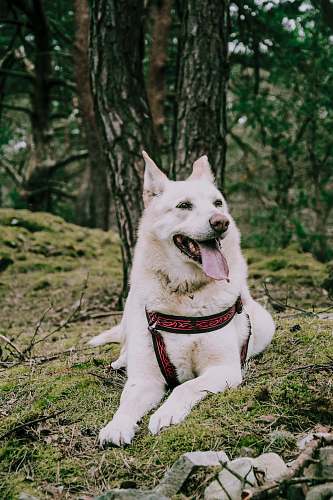 husky white dog on grass near trees pet