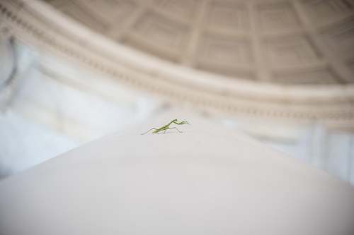 washington shallow focus photography of green mantis thomas jefferson memorial