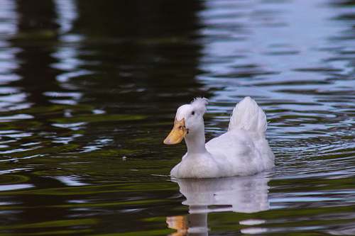 animal white duck in body of water bird