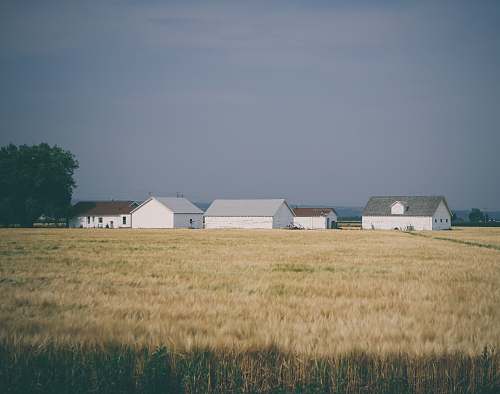 house barn houses surrounded with wheat field under grey sky rural