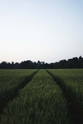 nature photo of grass field outdoors