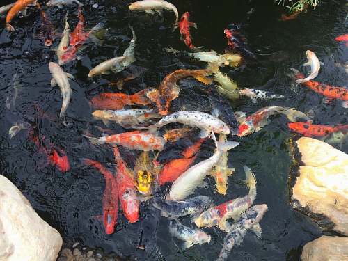 koi koi fish in body of water carp
