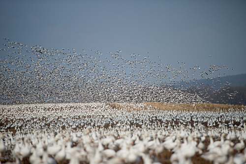 grey flock of white bird flying during daytime blue