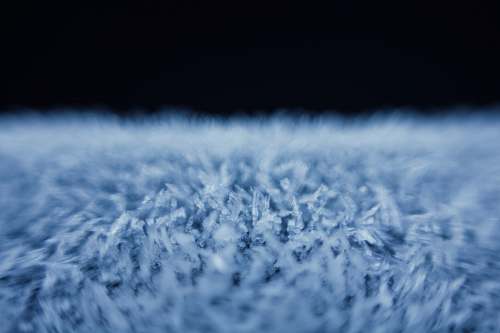 blue  grass