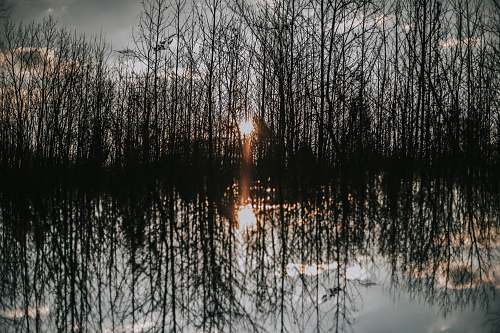 grass body of water reflecting forest trees plant