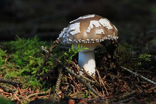 fungus Close-up of a brown and white mushroom on the forest floor mushroom