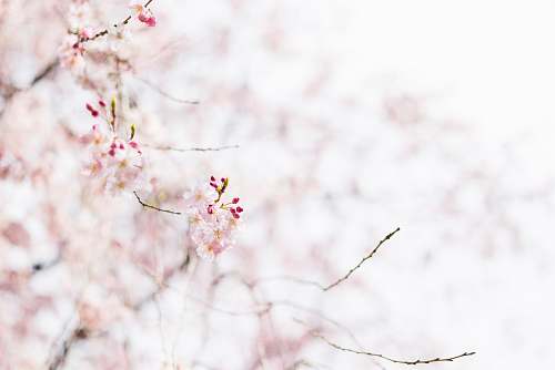 blossom focus photography of pink petaled flower flower