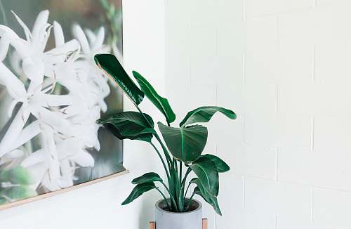 plant green leafed plant on white ceramic vase vase