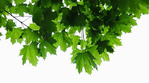 jar green leaves herbs