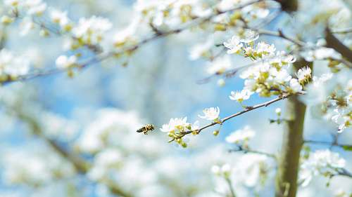 flower macro shot photography of white flowers blossom