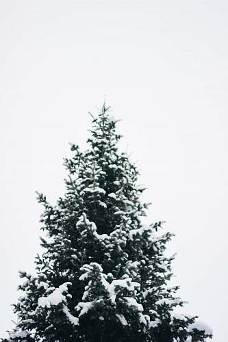 tree pine tree filled with snow conifer