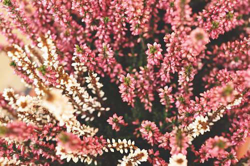 flower red and white flowers blossom