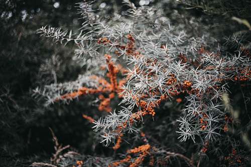 conifer selective focus photography of white and orange plant plant
