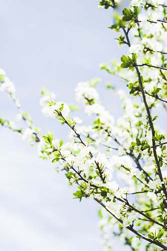 flower shallow focus photography of white and green plants blossom