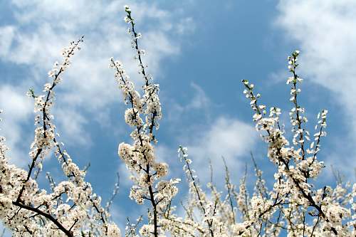 grass white flowers and white clouds plant