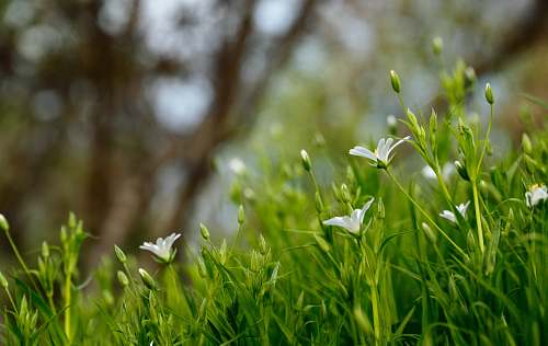 grass white petaled flowers blooms at daytime field