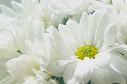 flower white petaled flowers plant