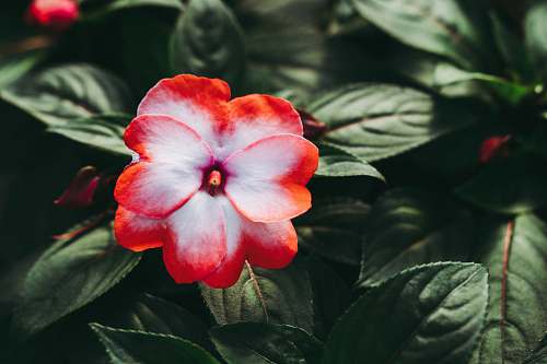 plant  blossom