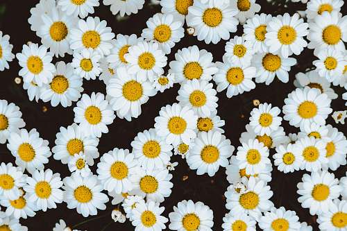 daisy bed of daisies flowers