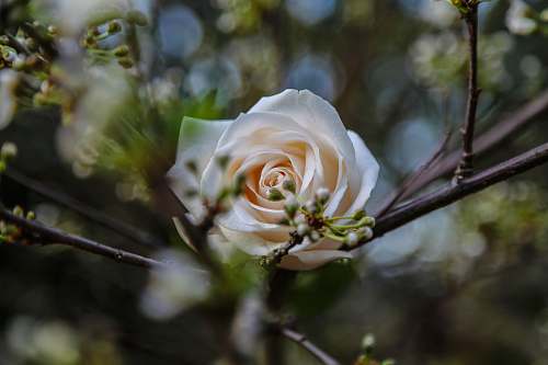 blossom beige flower flora