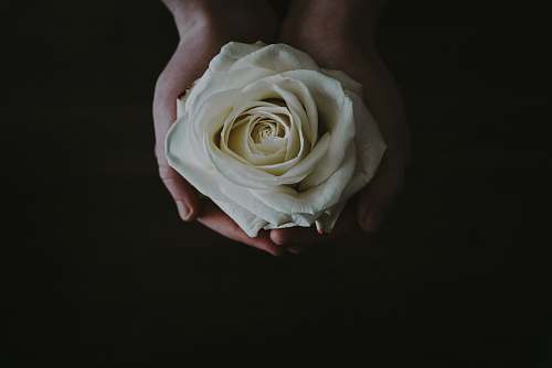 flora beige rose flower in person's palms rose