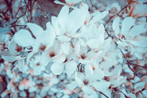 plant Cherry blossom flowers spring
