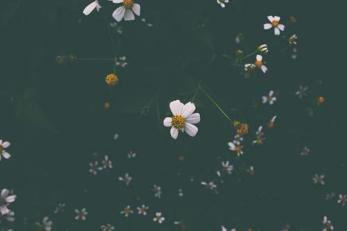 daisy close shot of white and yellow flowers pleiku
