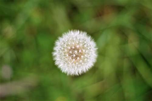 dandelion close up photo of dandelion flower plant