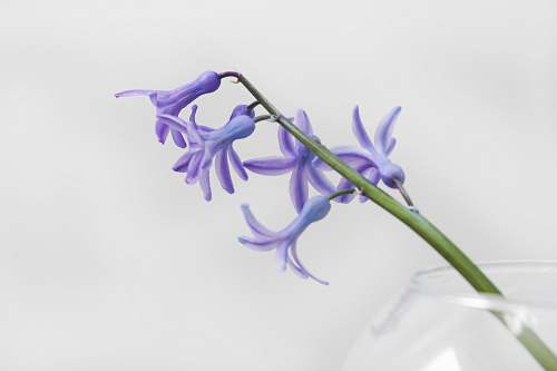 plant close-up photo of purple petaled flower flowers