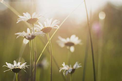 daisies close up photo of white petaled flower daisy