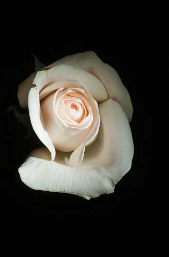 rose close-up photo of white rose blossom
