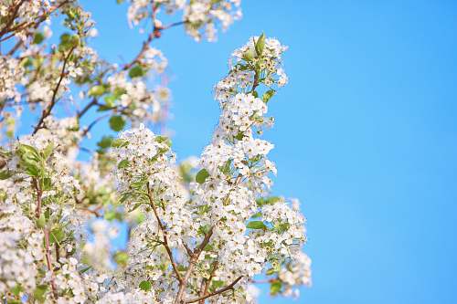 blossom close-up photograph of white petaled flower flora