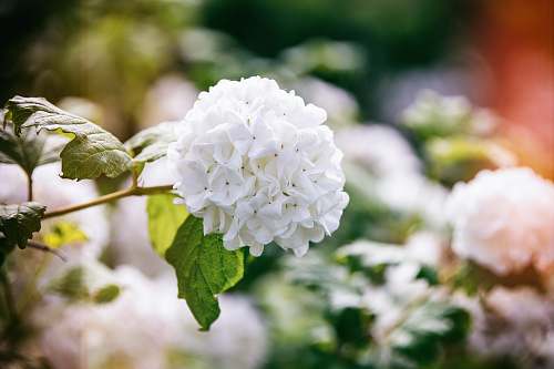 blossom close view of white encrusted flowers geranium