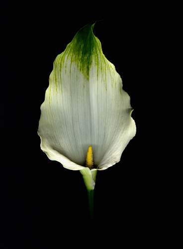 tasmania closeup photo of white and green laceleaf australia
