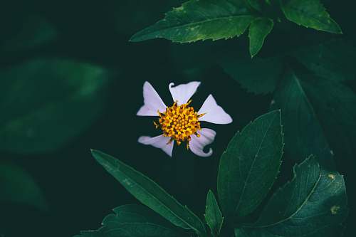 bloom closeup photo of white petaled flower plant
