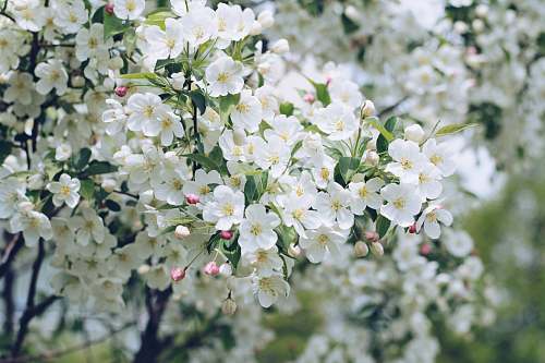 plant closeup photo of white petaled flowers blossom