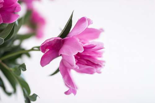 blossom closeup photography of pink petaled flower petal