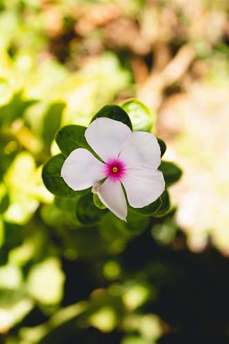 blossom closeup photography of white 5-petaled flower geranium