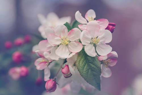 plant closeup photography of white and pink petaled flower blossom