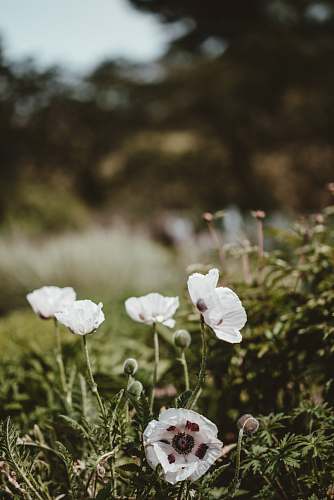 poppy closeup photography of white clustered petal flowers flora
