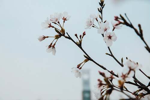 plant closeup photography of white petaled flowers blossom