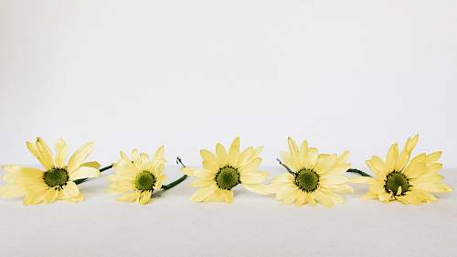 daisy five yellow daisy flowers daisies