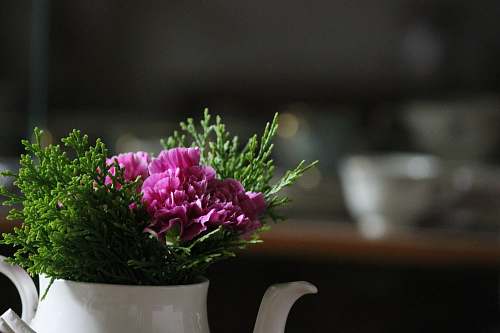 plant focus photo of purple petaled flowers vase