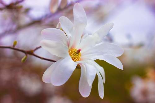 blossom focus photography of blossom flower flora