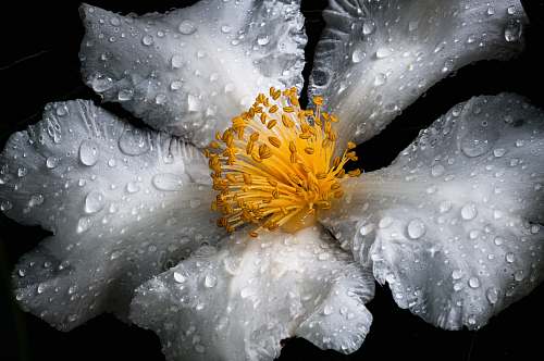 blossom grayscale photo of 5-petaled flower flora